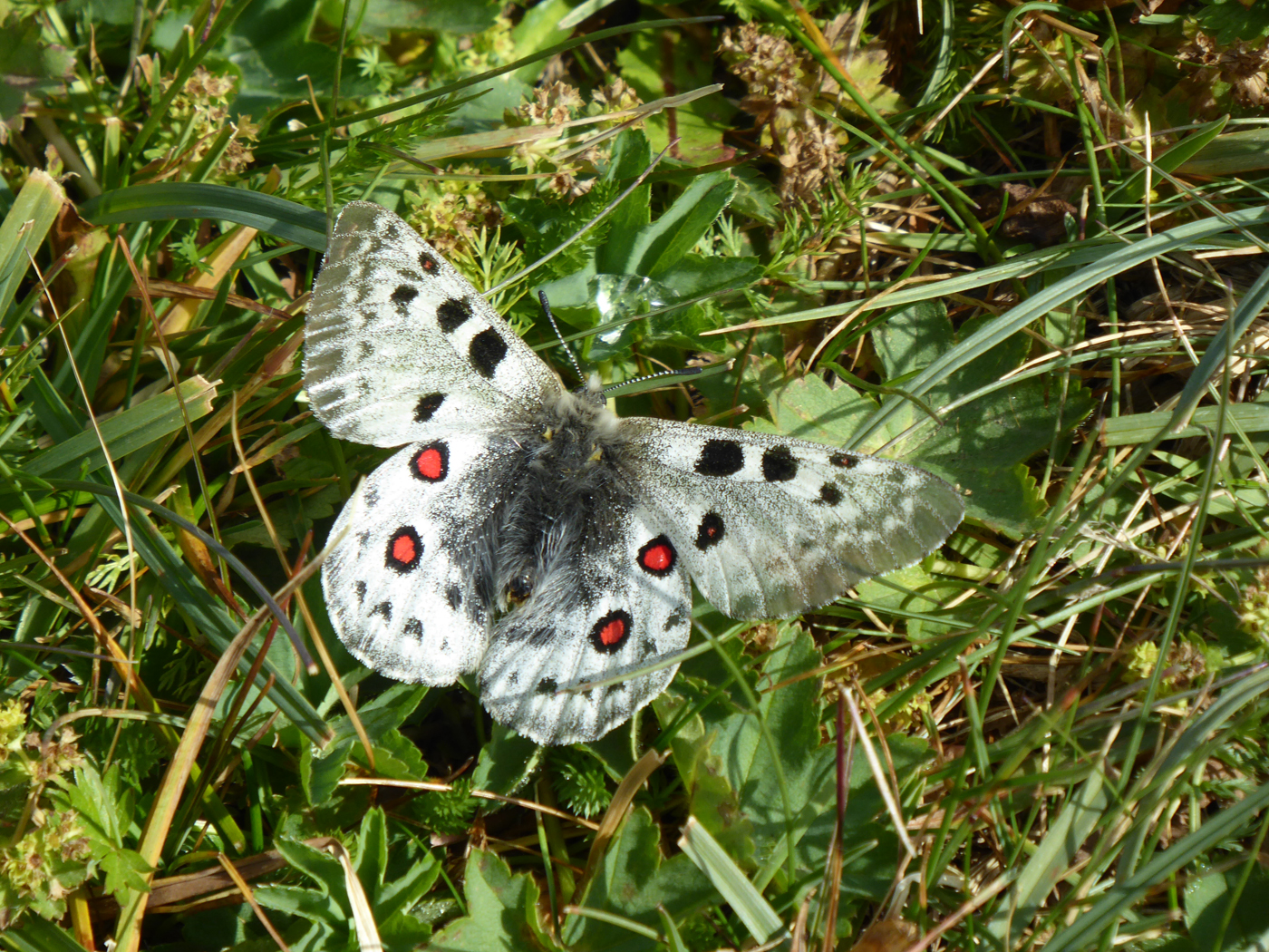  Parassius Tienshanicus 